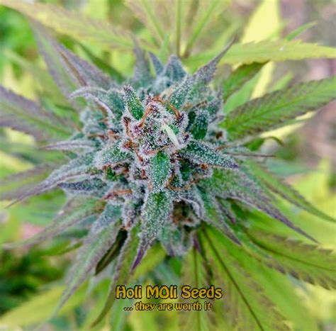 red hair sensimilla strain seeds|Mexican Red Hair Autoflower Seeds